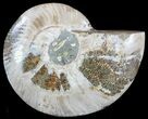 Wide Polished Ammonite Dish - Inlaid Ammonite #49788-1
